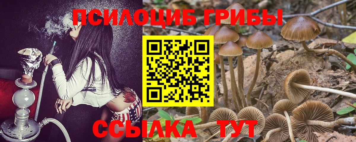 Галлюциногенные грибы Psilocybe Нижневартовск